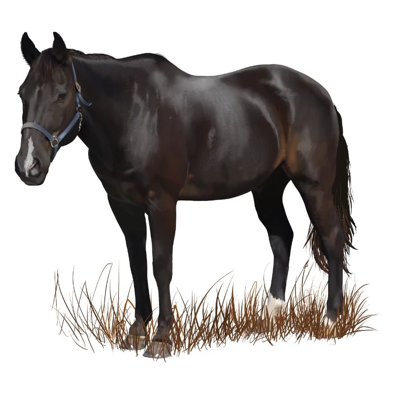 Cheval