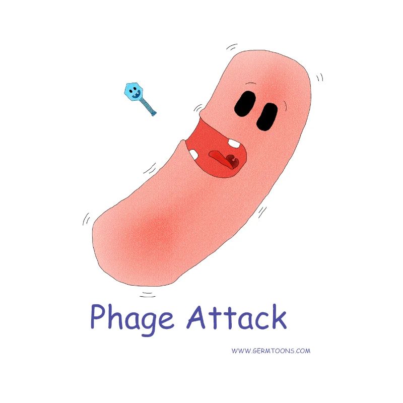 Attaque du phage - Bactéries et bactériophages