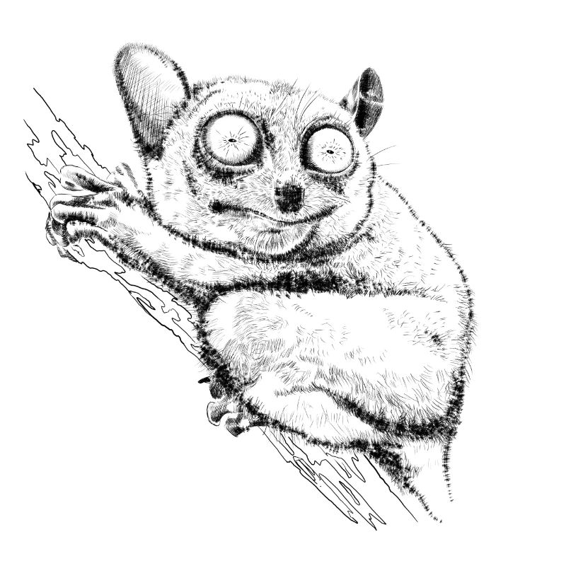 Tarsier