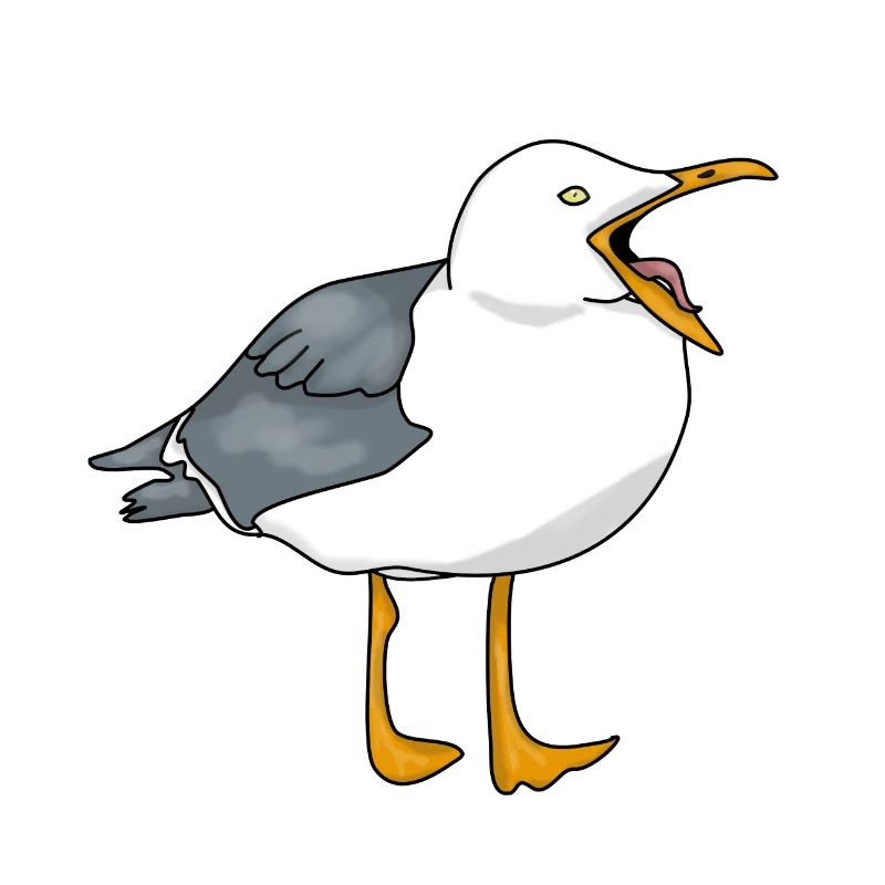 Möwe - Seagull