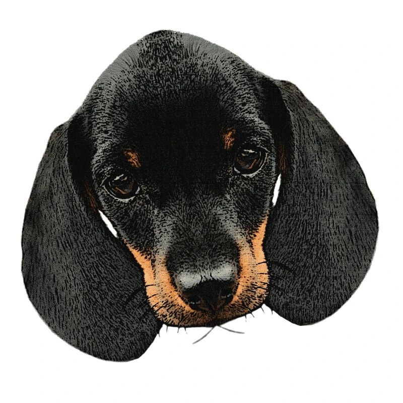 Hunde mädchen, Dackel welpe Kopf, süße Tierbabys