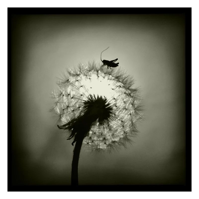 Tiny Planet