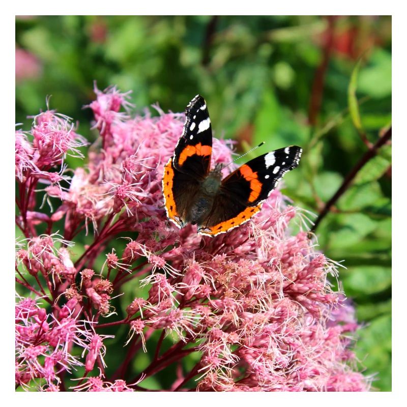 Papillons