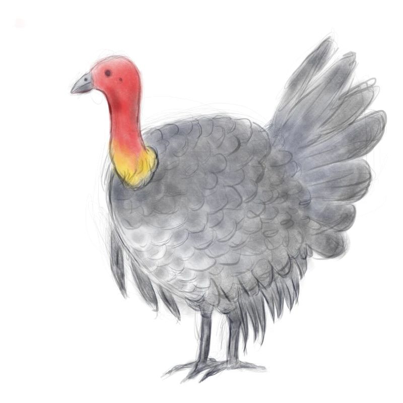 Volaille australienne