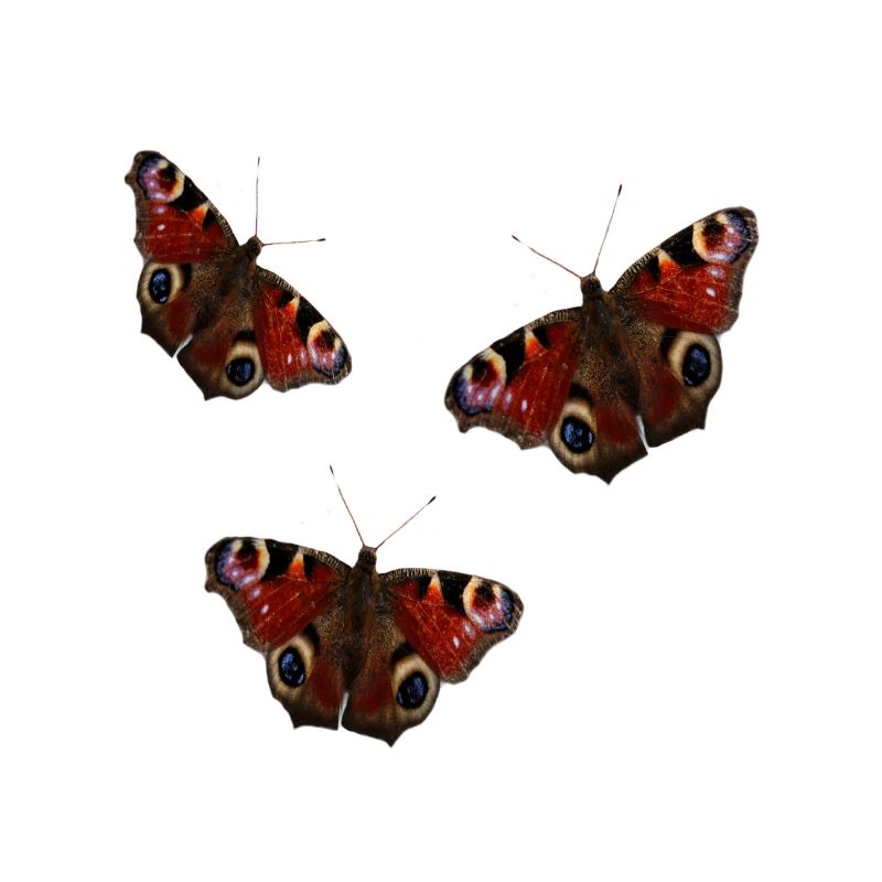 Papillons