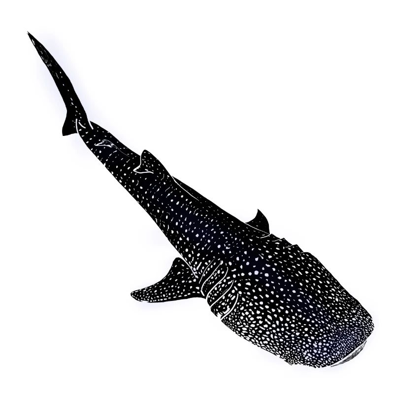 Whale Shark Glowing Silhouette