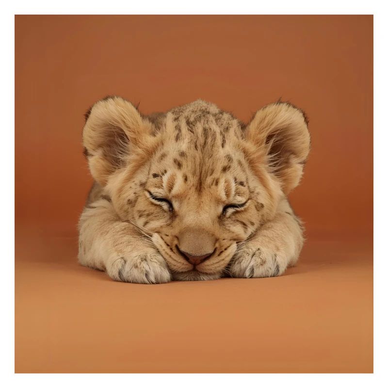 Petit guépard endormi