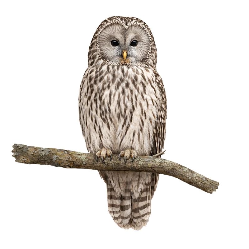 Ural owl on a branch