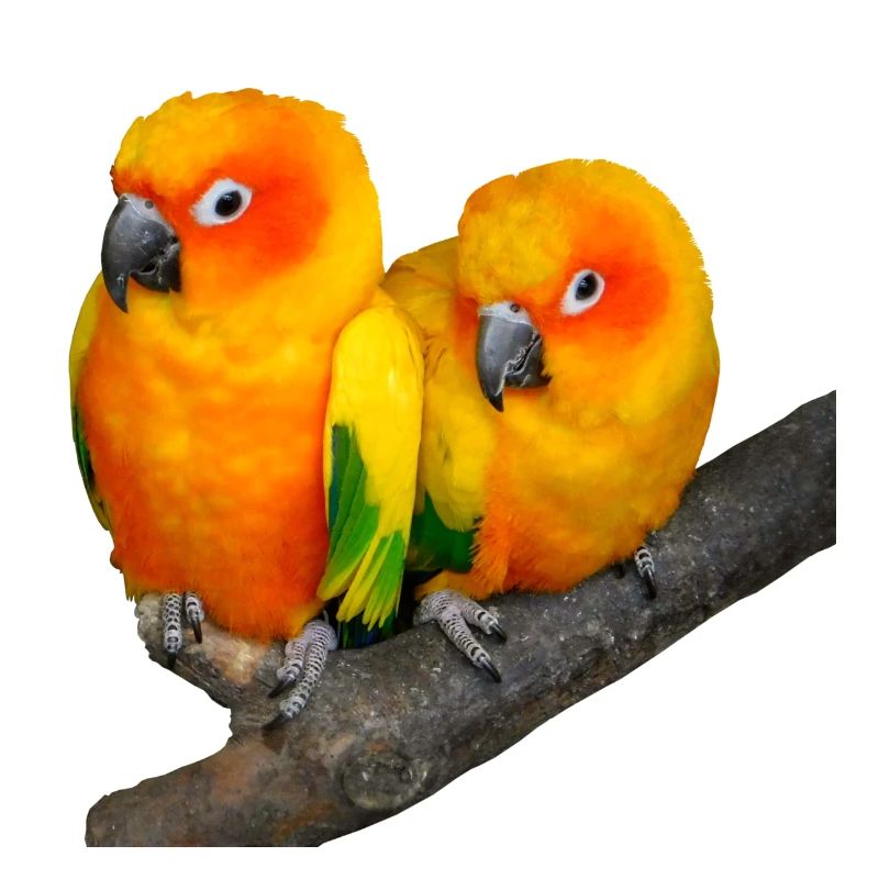 Oiseaux
