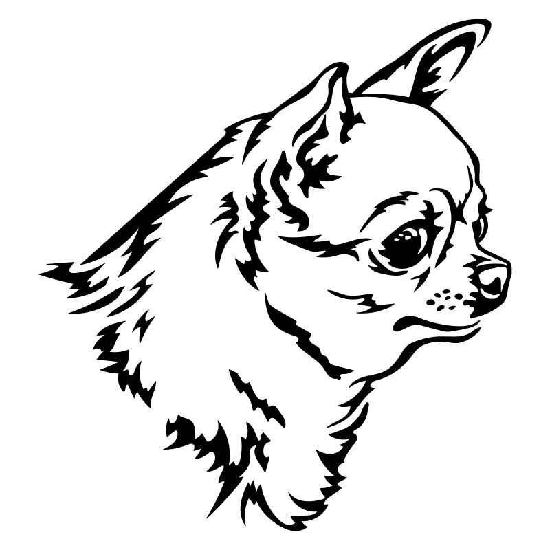 Tête de Chihuahua