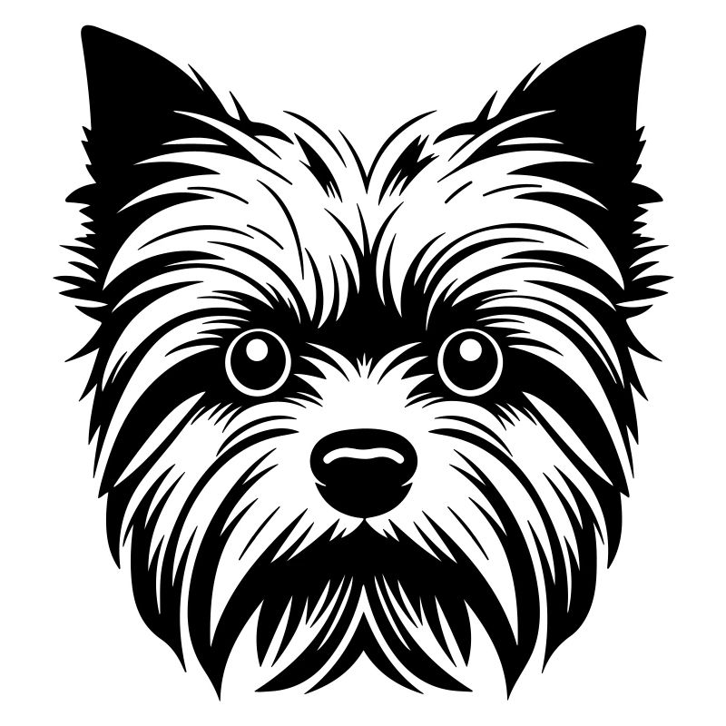 Yorkshire Terrier Hund Kopf