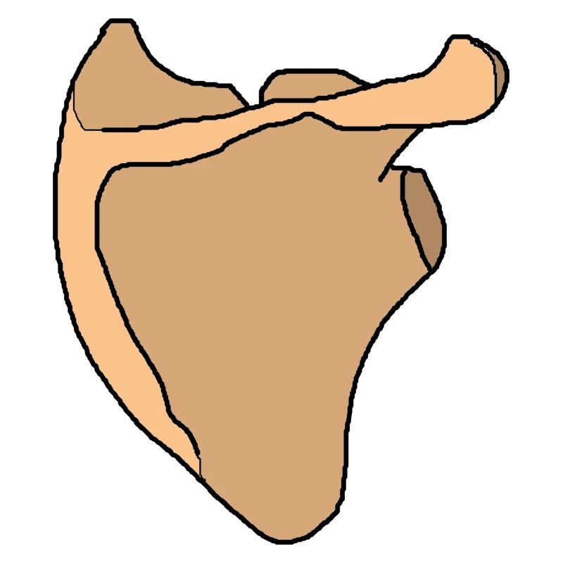 Shoulder blade scapula anatomy skeleton bone