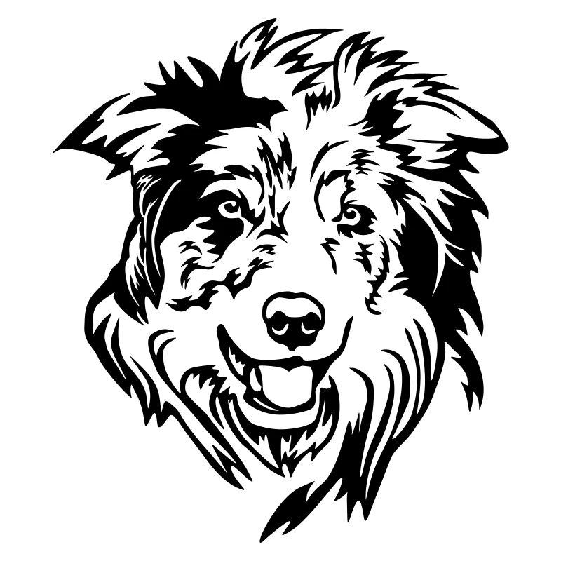 Tête de Border Collie