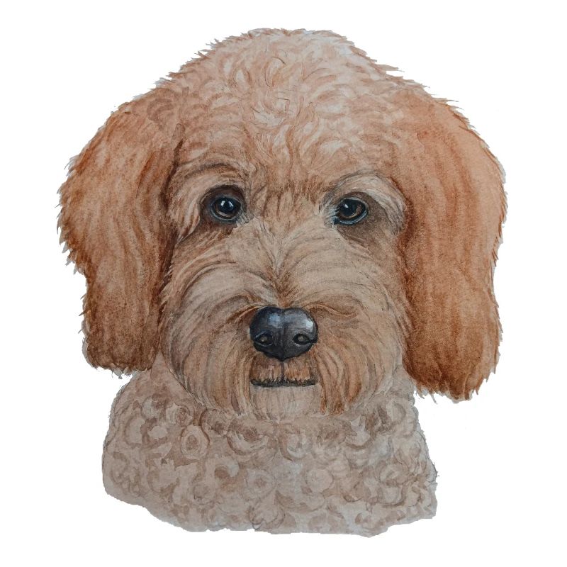 Labradoodle