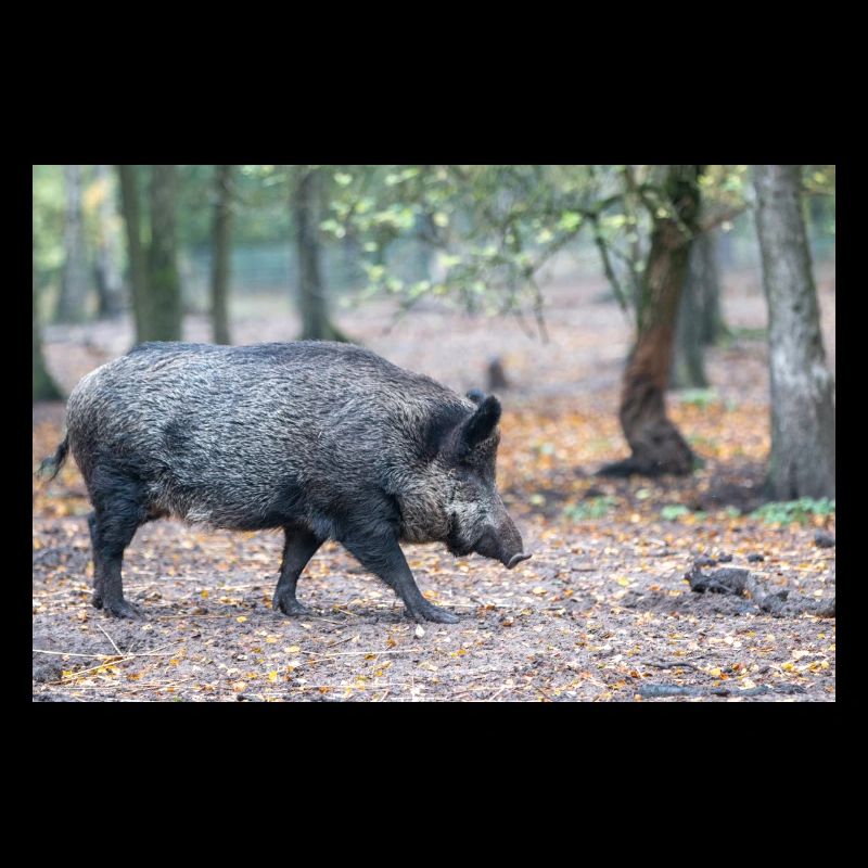 Wild boar (in german Wildschwein) Sus scrofa