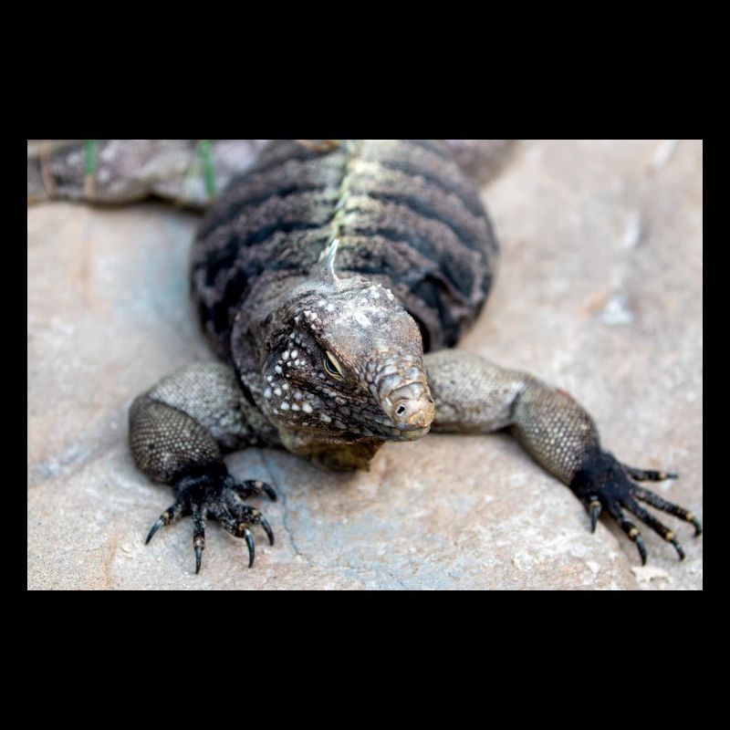 iguane de roche d’uban également iguane terrestre de Cuba