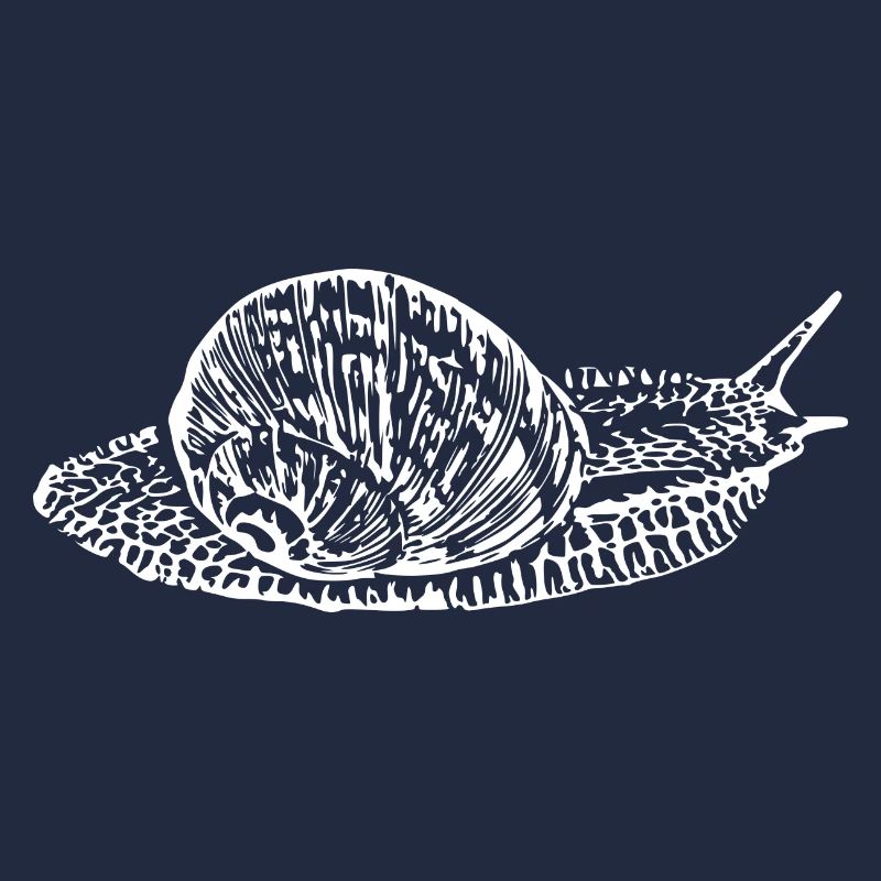 Snail, vineyard snail white