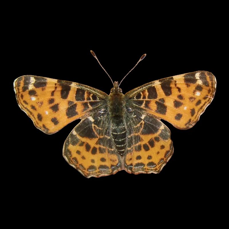 Schmetterling Landkärtchen