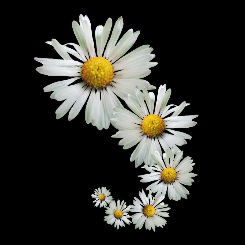 Gänseblümchen, Daisy, Blumen, Blüten, floral