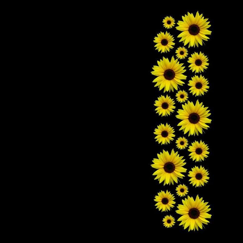 Sonnenblumen, Sonnenblume, Blumen, Blüten, floral