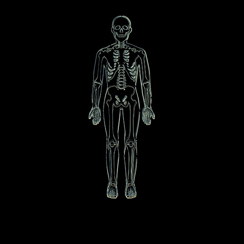 Anatomie Lineart