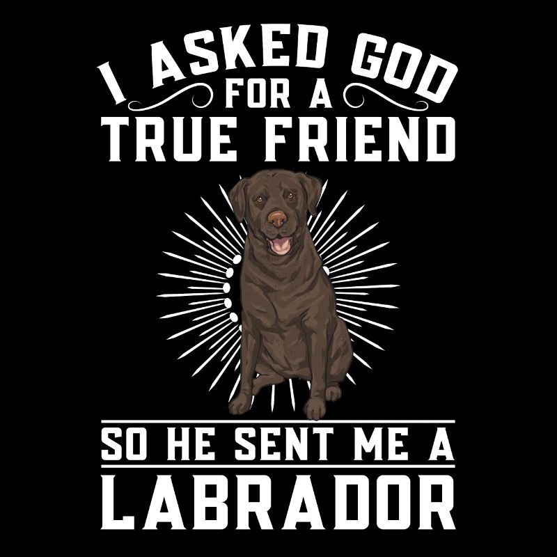 Chien Labrador Retriever brun chocolat
