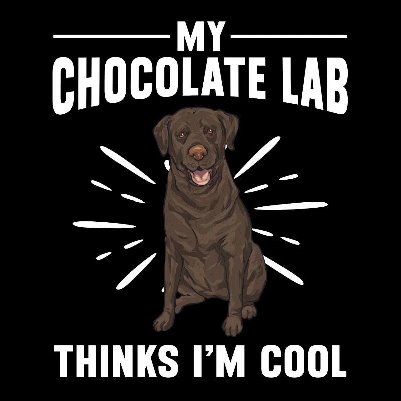 Schoko Brauner Labrador Retriever Hund