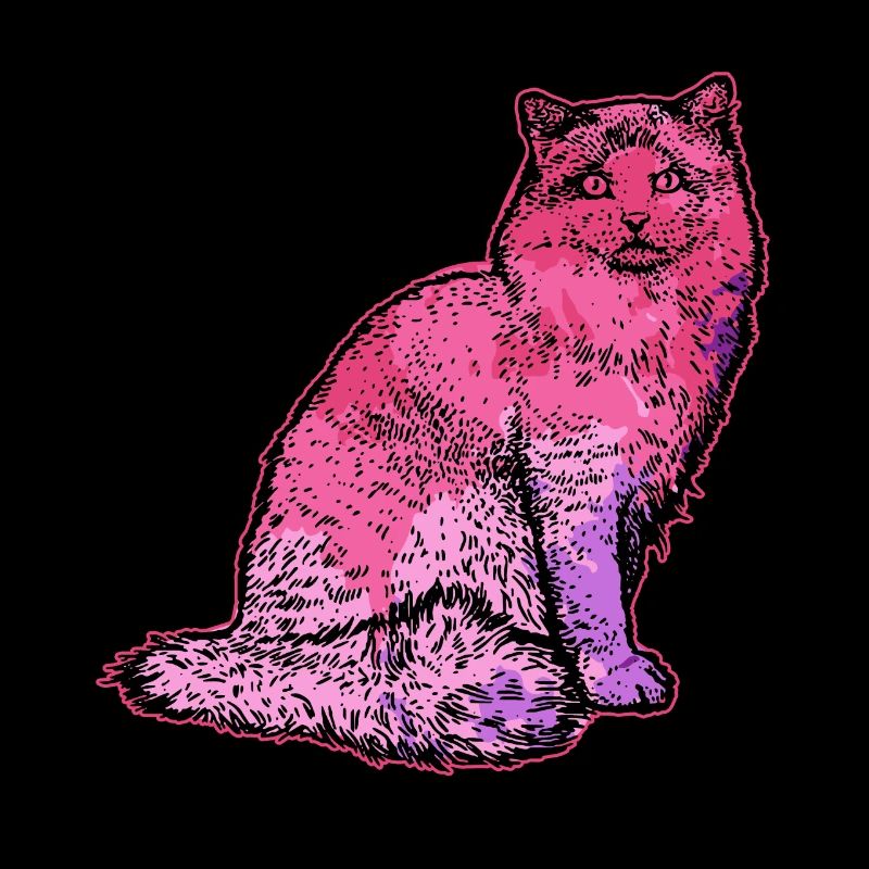 Ragdoll cat Ragdoll cat Colorful