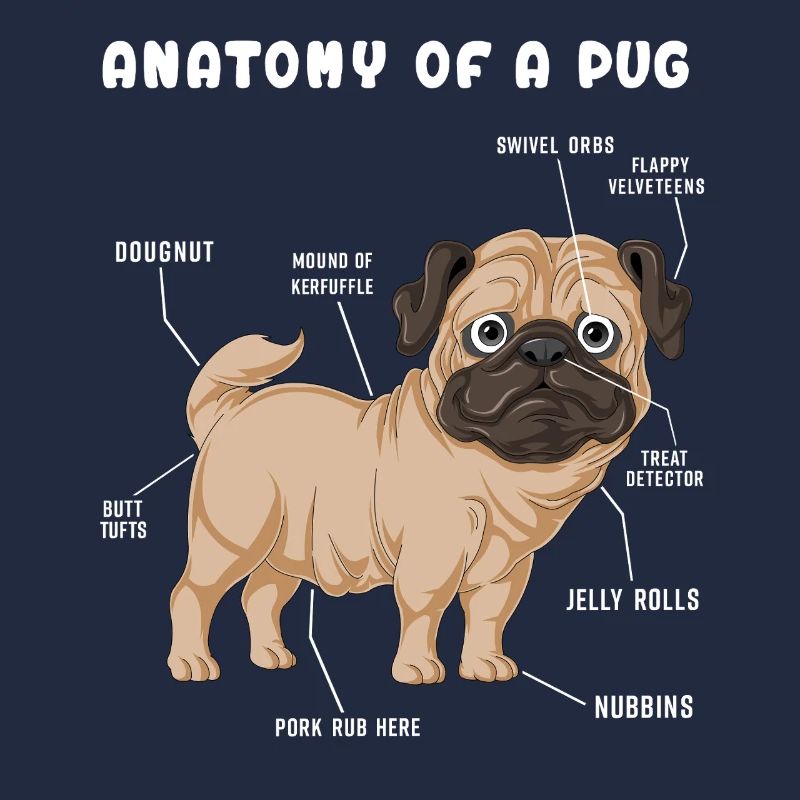 Mops-Anatomie