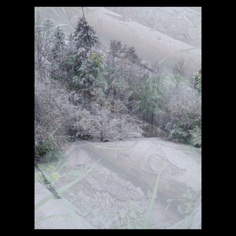 Paysage de neige sur troncs d’arbres