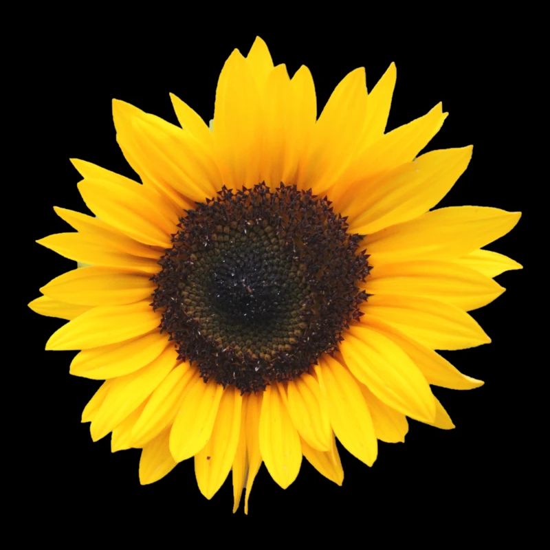 Fleur, Jaune, Fleur Jaune, Fleurs, Tournesol, Fleur