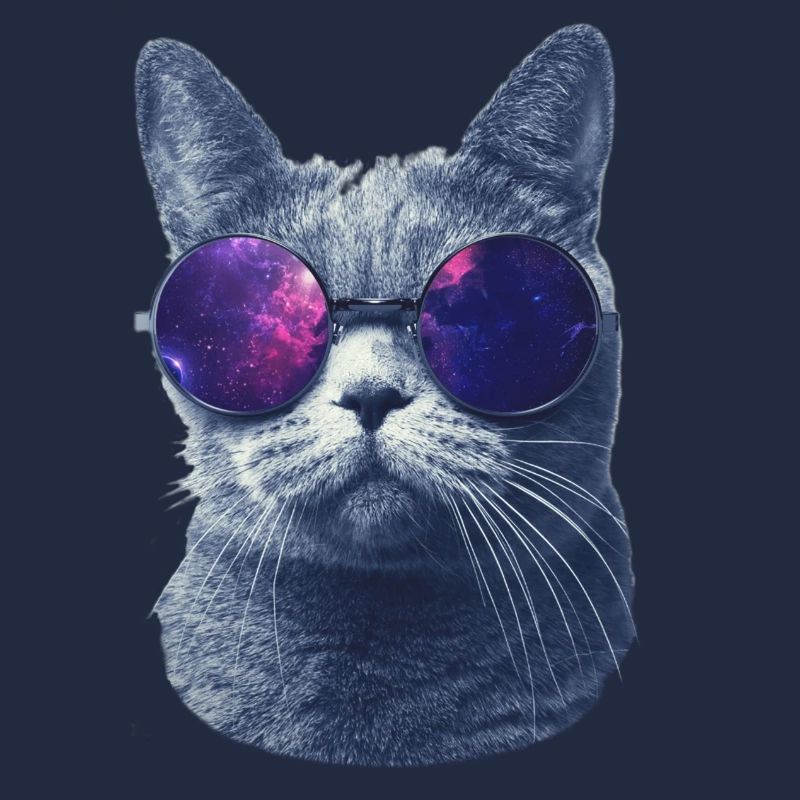 chat dans des lunettes
