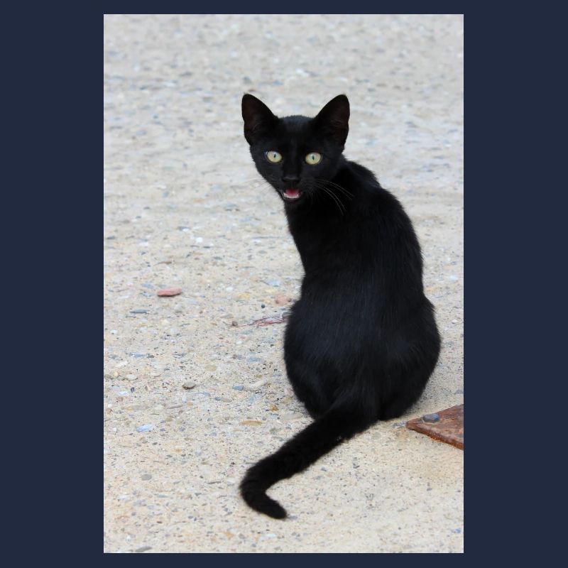 Cat black