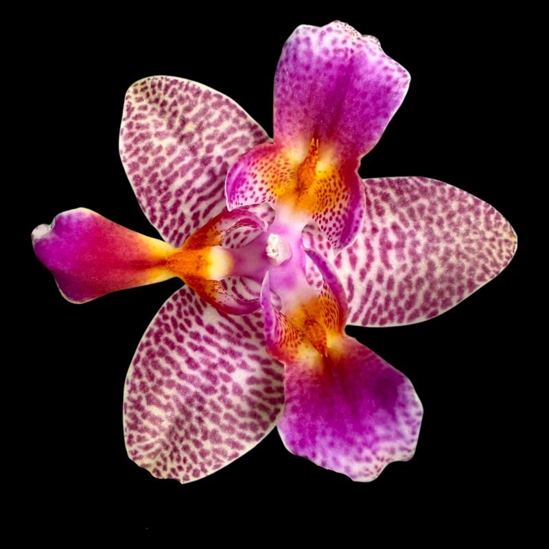 Phalaenopsis Joy Fairy Tale peloric Orchideenblüte