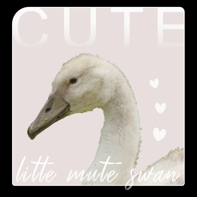 petit cygne mignon jeune cygne tuberculé