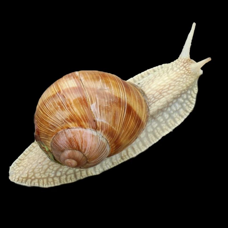 Escargot, escargot de vigne