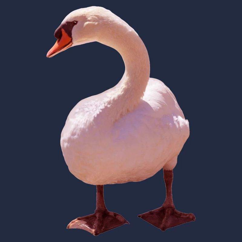 Cygne