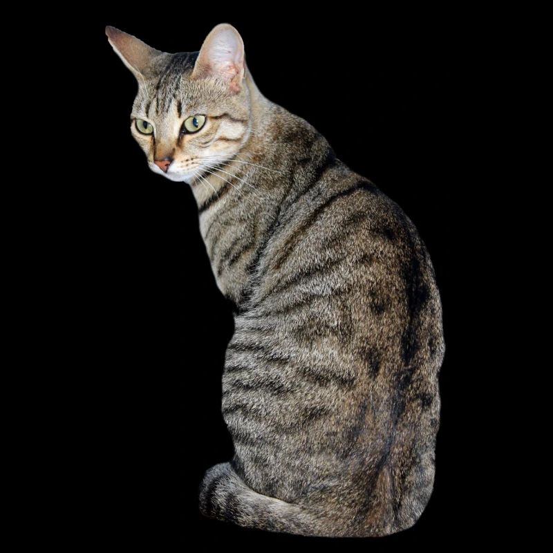 Chat, Chaton, Chat Tigre