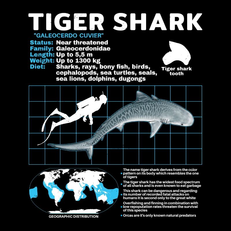 Requin tigre Fiche technique Fiche technique