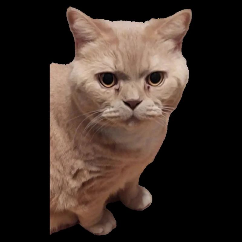 British Shorthair Chat Chats