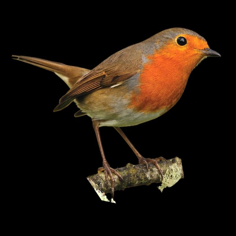 Rouge-gorge1 Robin