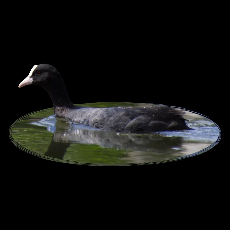 Eurasian Coot