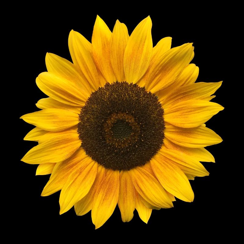 Sunflower (Flower / Bloom / Sun)