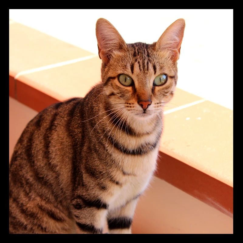 Chat chaton affiche chat carré affiche