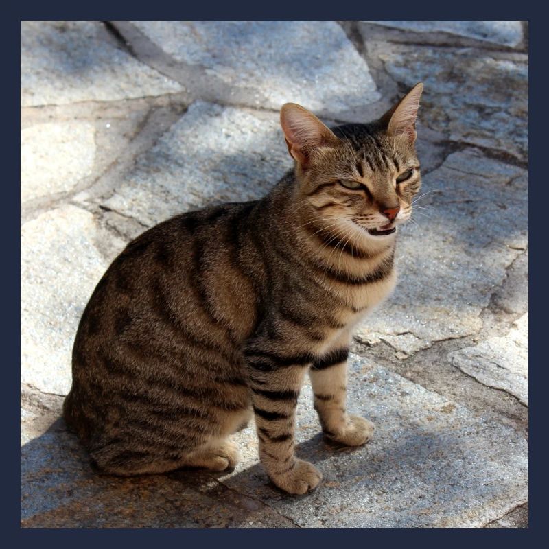 Katze Kätzchen Poster quadratisch Katzenposter
