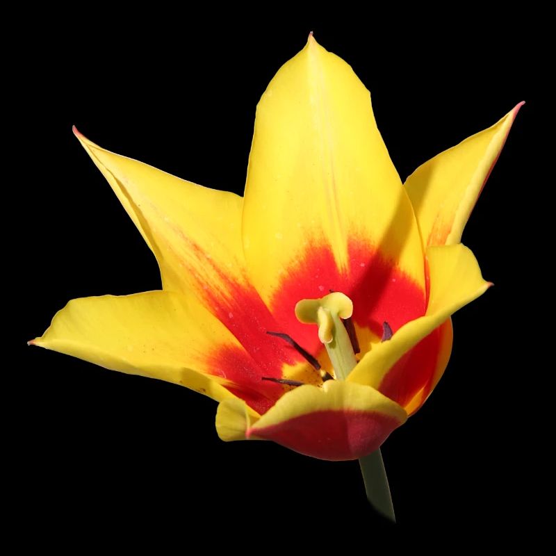Tulipe – Réveil printanier en couleur