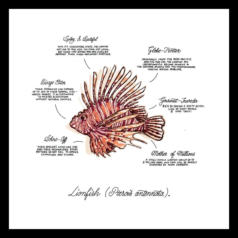 Lionfish / Rotfeuerfisch Illustration