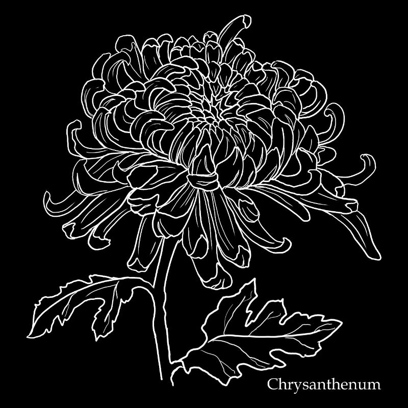 Chrysanthemum Line Drawing