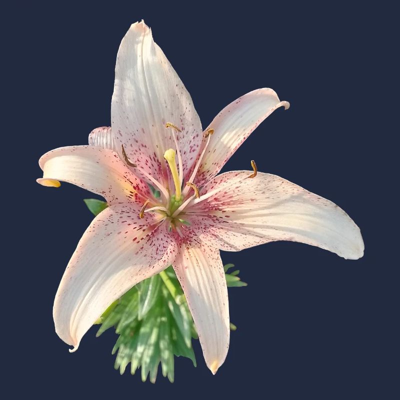 PINK LILY