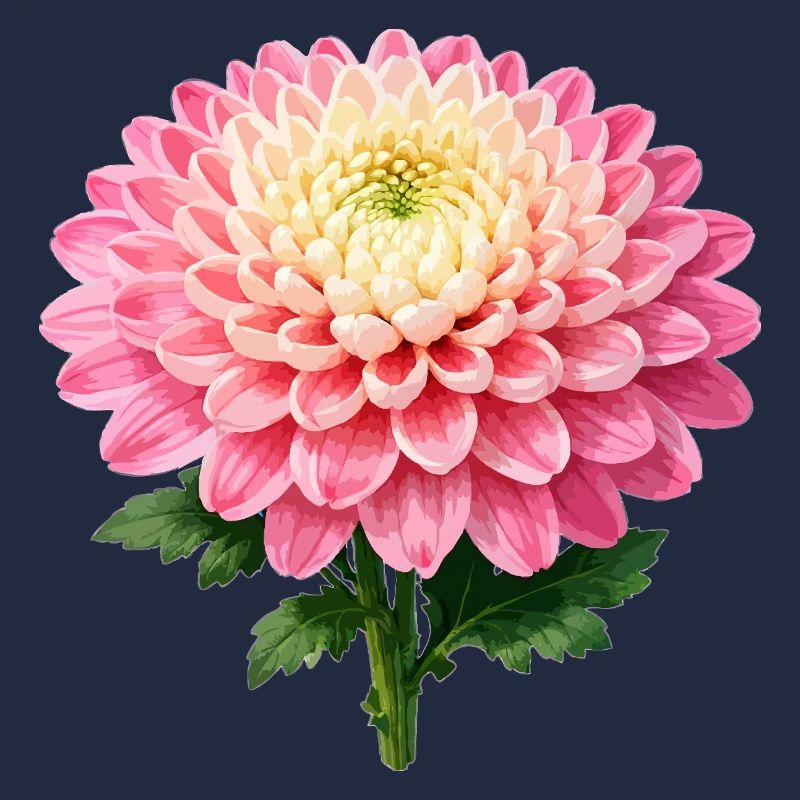 Pink Chrysanthemum Bloom